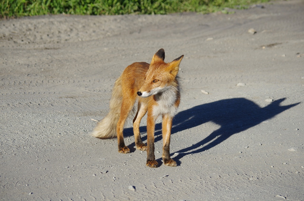 Image - fox moth predator wild beast