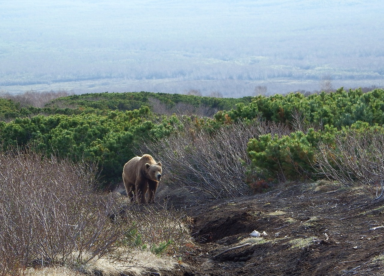 Image - brown bear predator wild beast