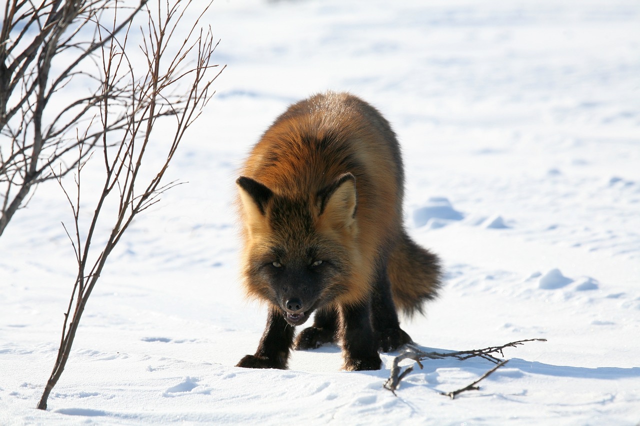 Image - fox predator wild beast hunger