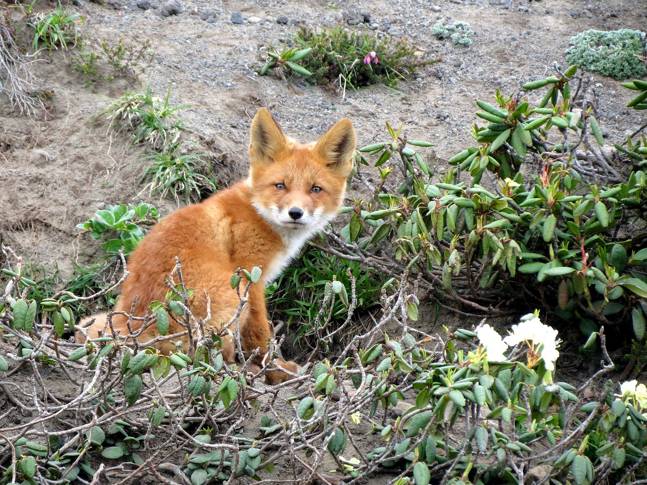 Image - fox moth predator wild beast