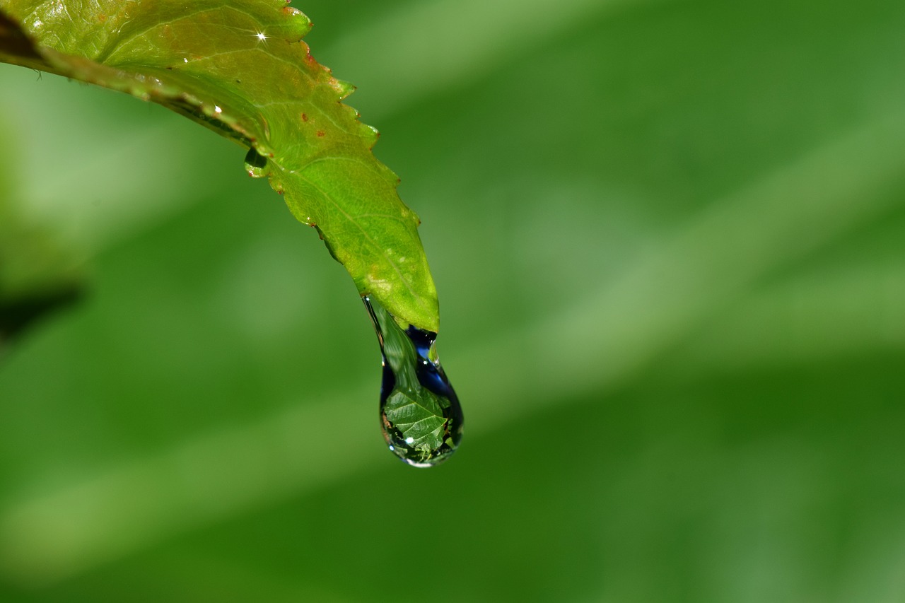 Image - drip leaf drop of water macro rain