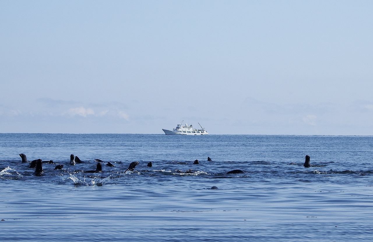 Image - navy seals rookery sea harem