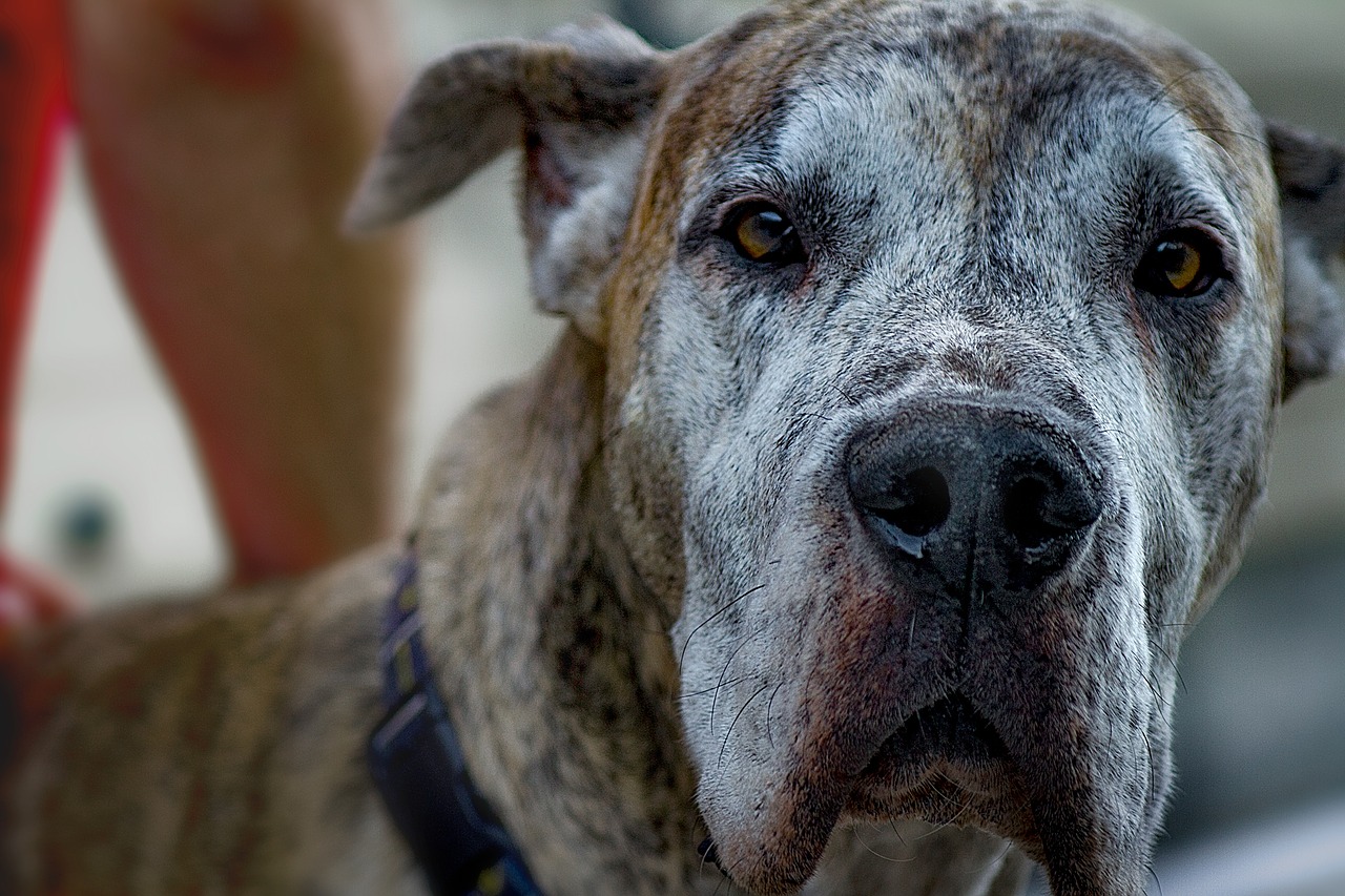 Image - dog great dane old animal pet