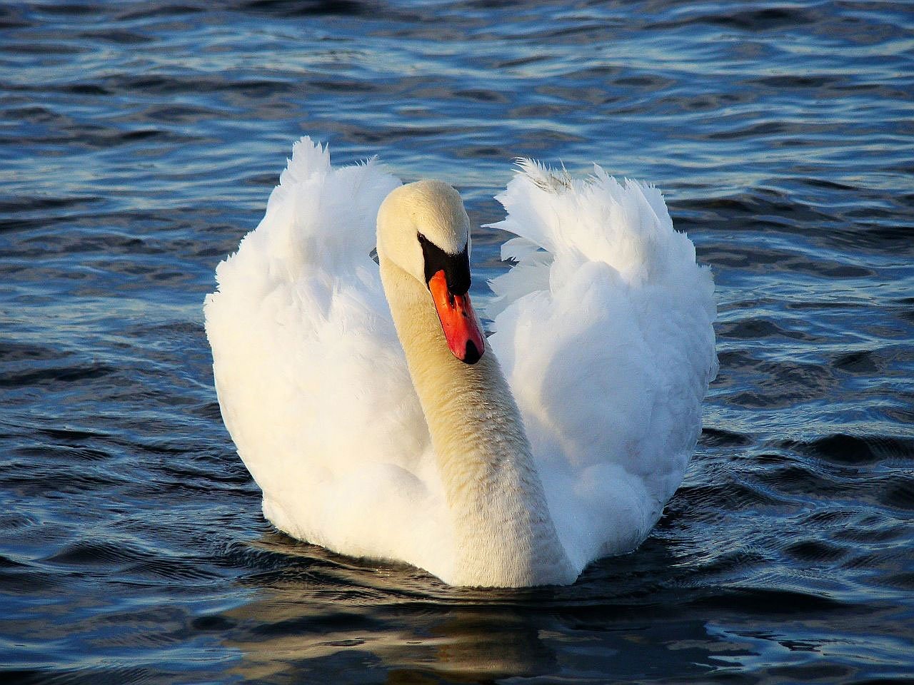 Image - swan bird animal water lake