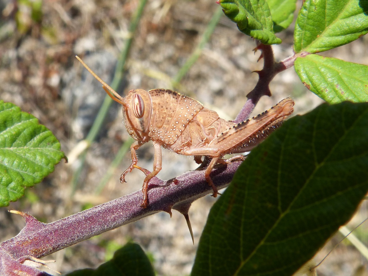 Image - grasshopper lobster thorns