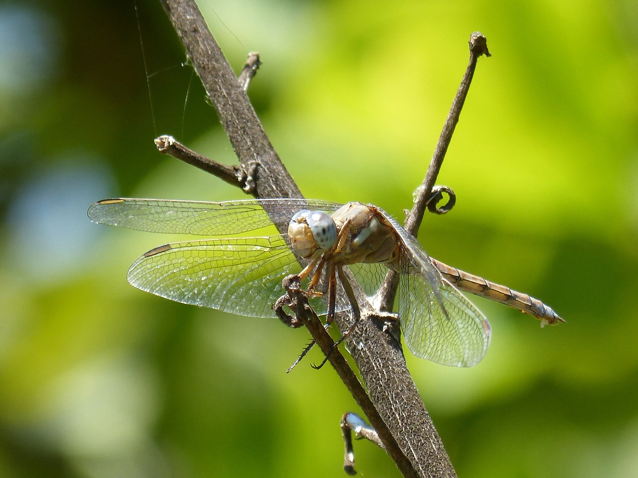 Image - dragonfly amrilla branch