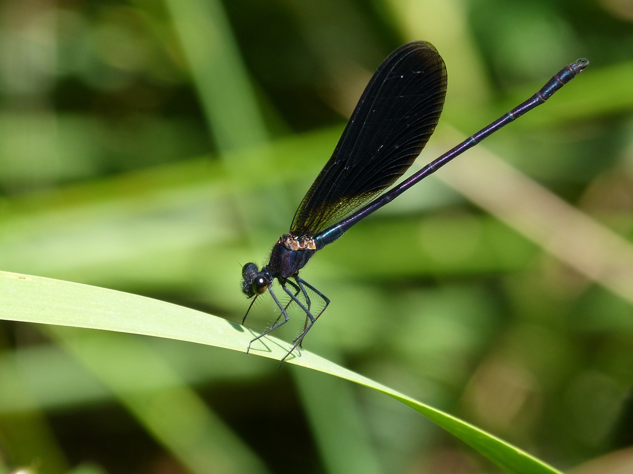 Image - black dragonfly damselfly leaf