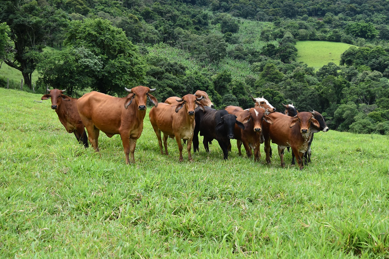 Image - cattle boi veal farm field cow