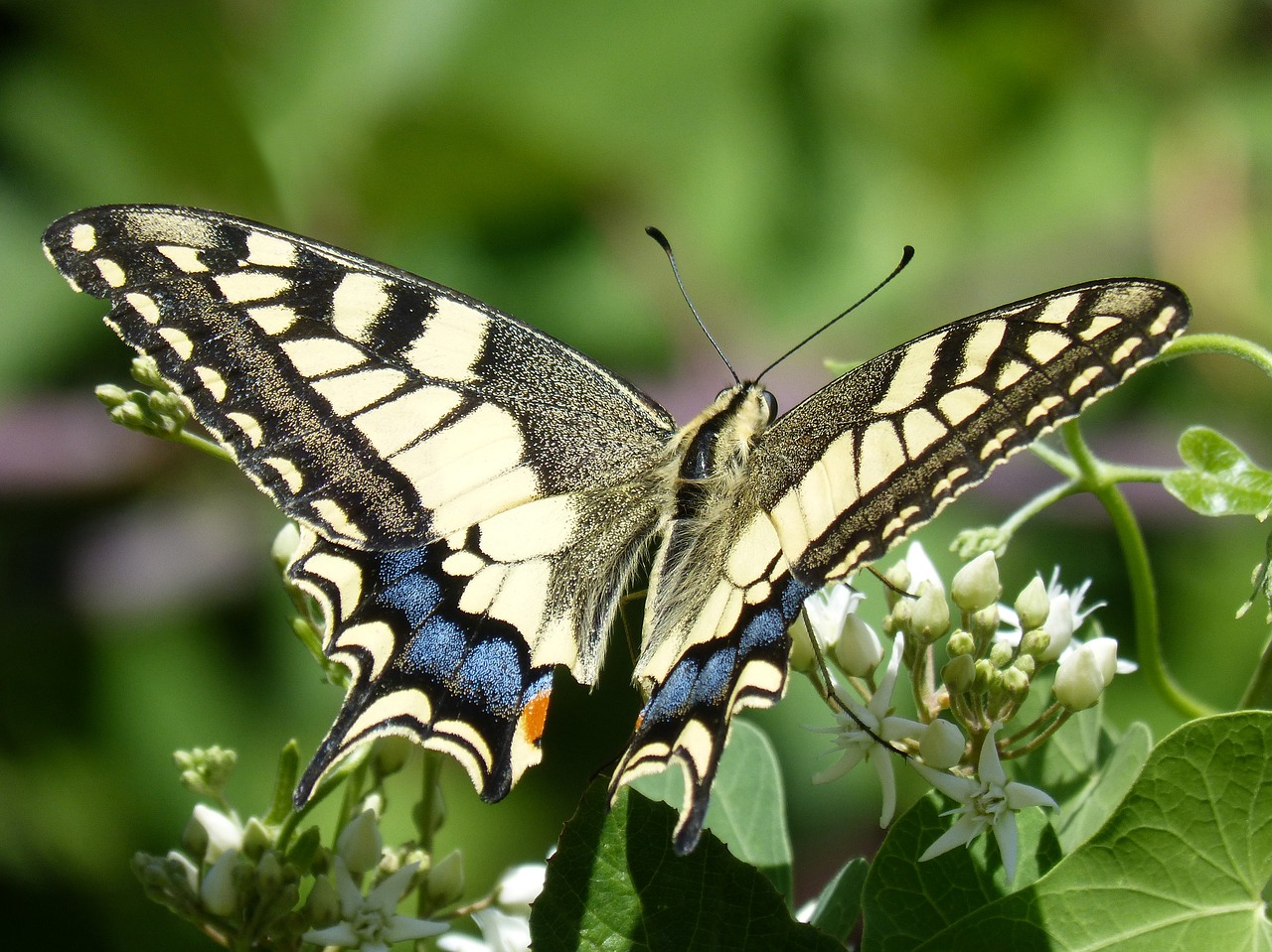 Image - butterfly libar machaon beauty