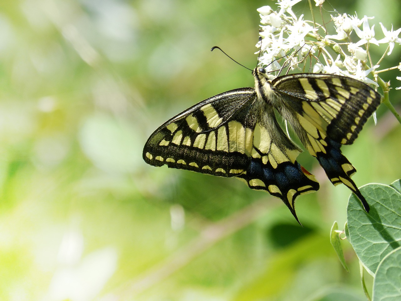 Image - butterfly libar machaon beauty