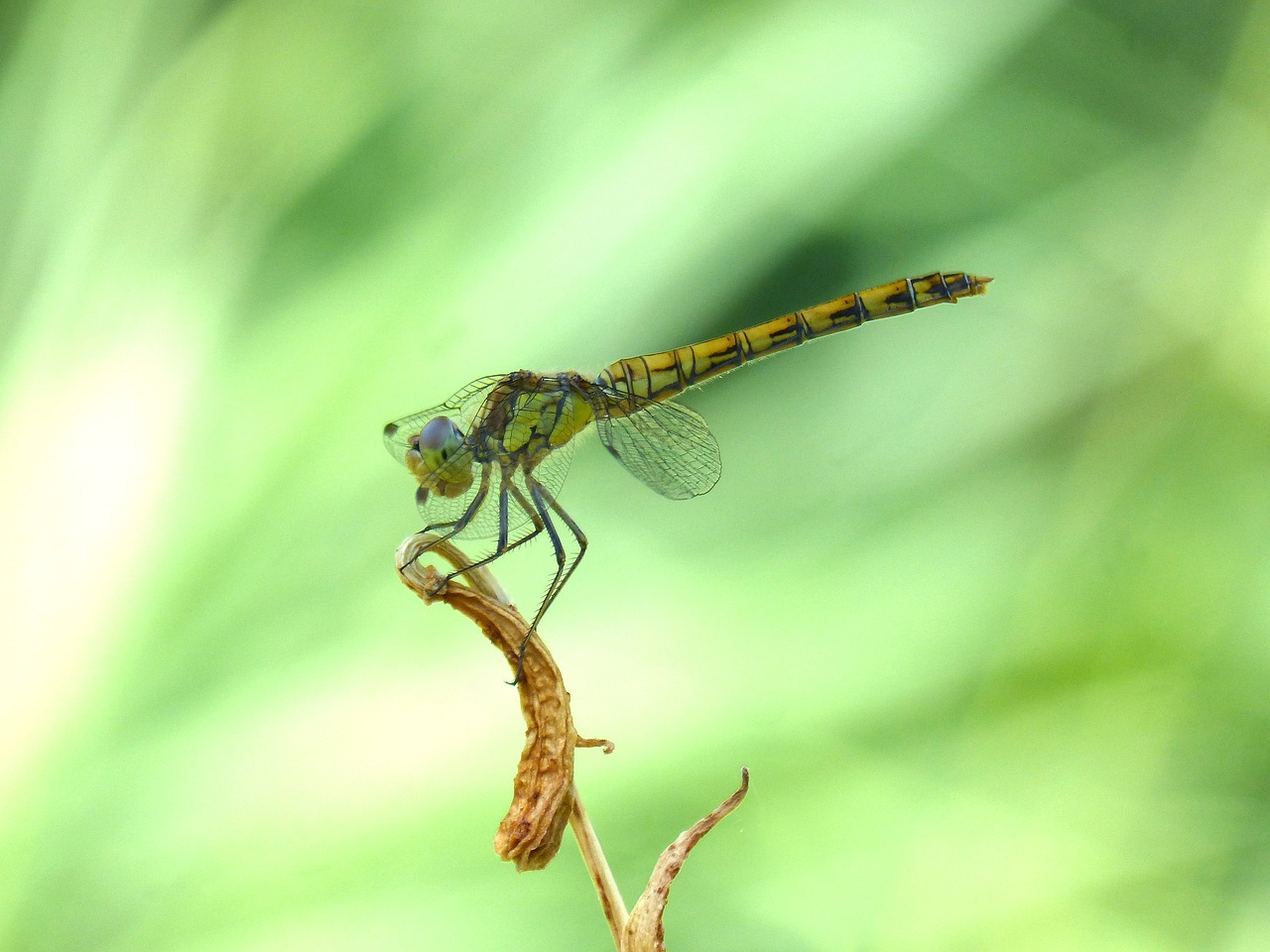 Image - yellow dragonfly branch