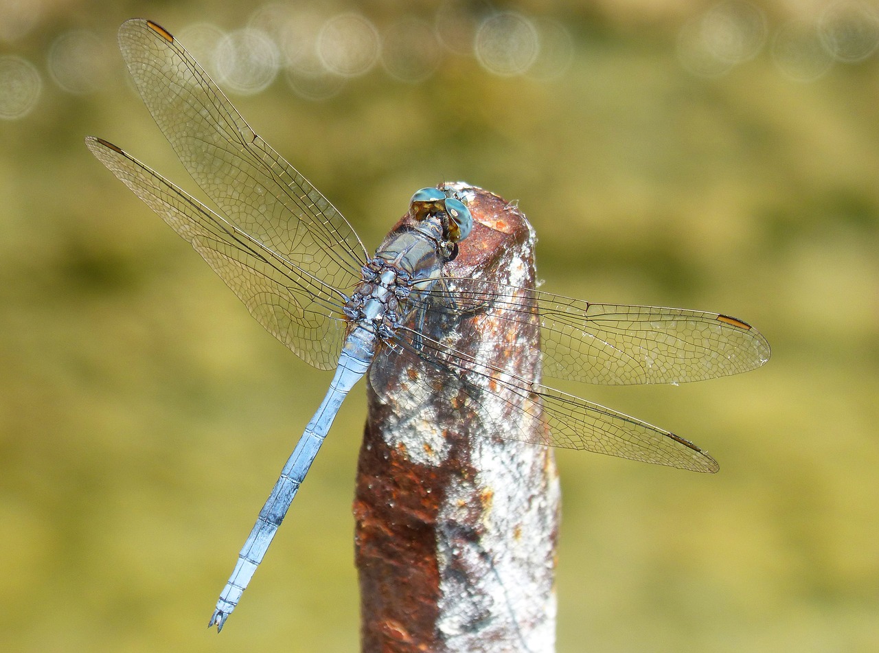 Image - blue dragonfly raft