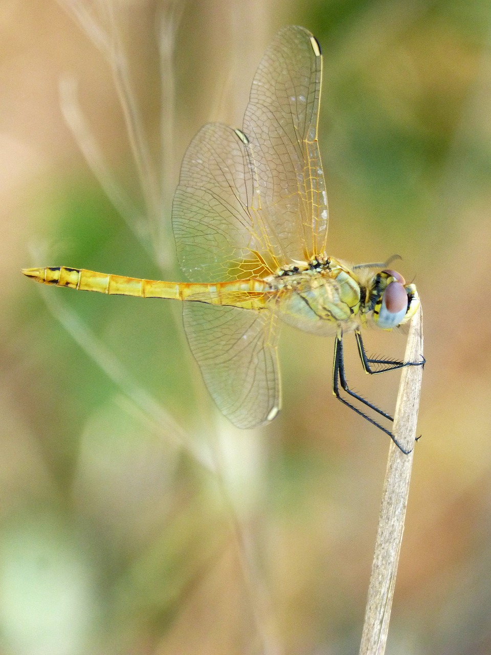 Image - yellow dragonfly