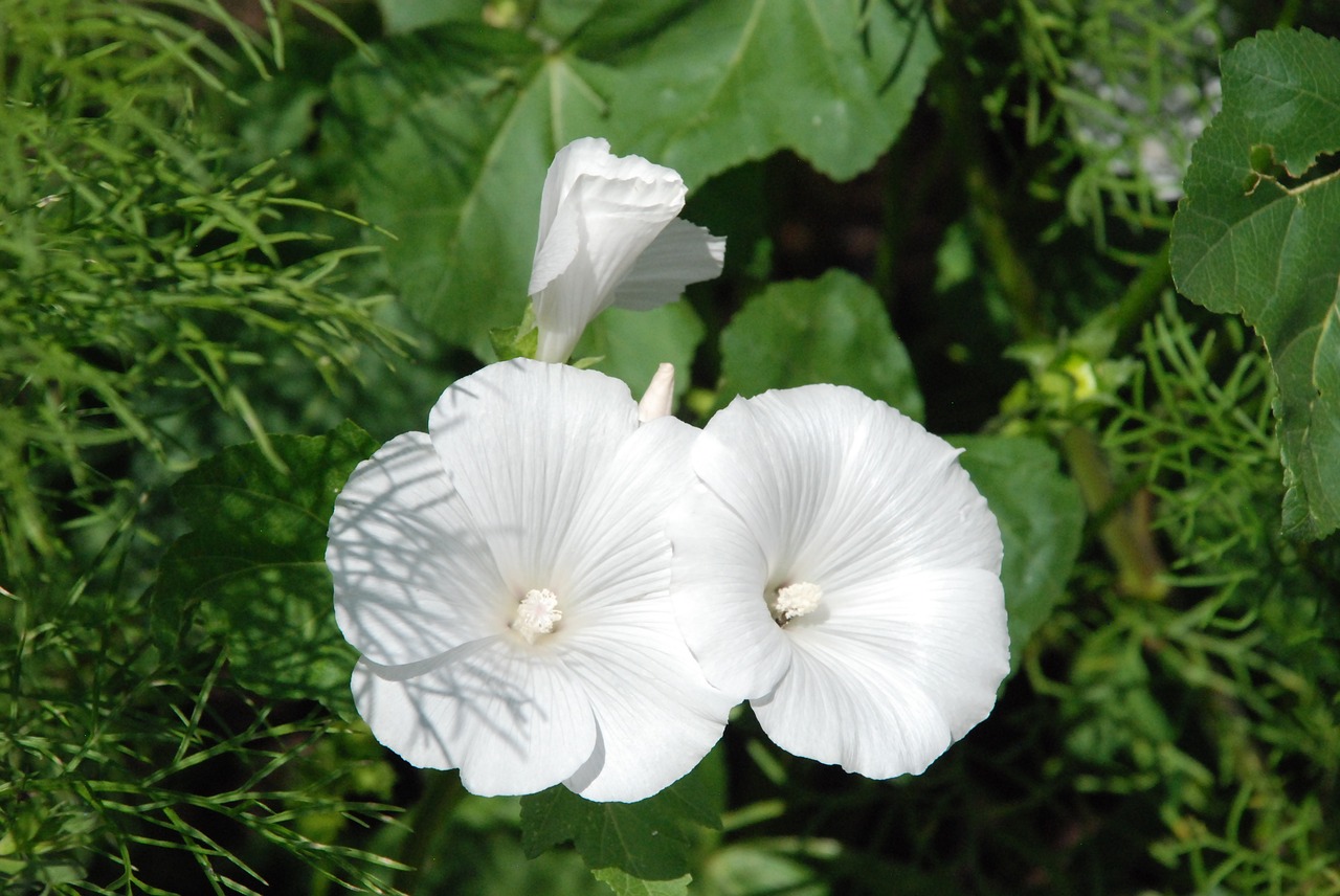 Image - petunia white blossom bloom