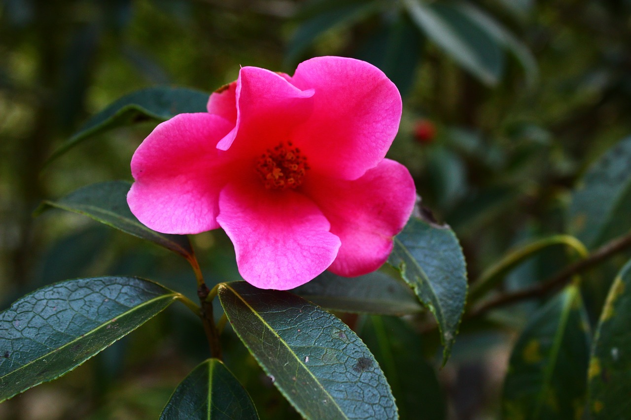 Image - camellia red plant winter