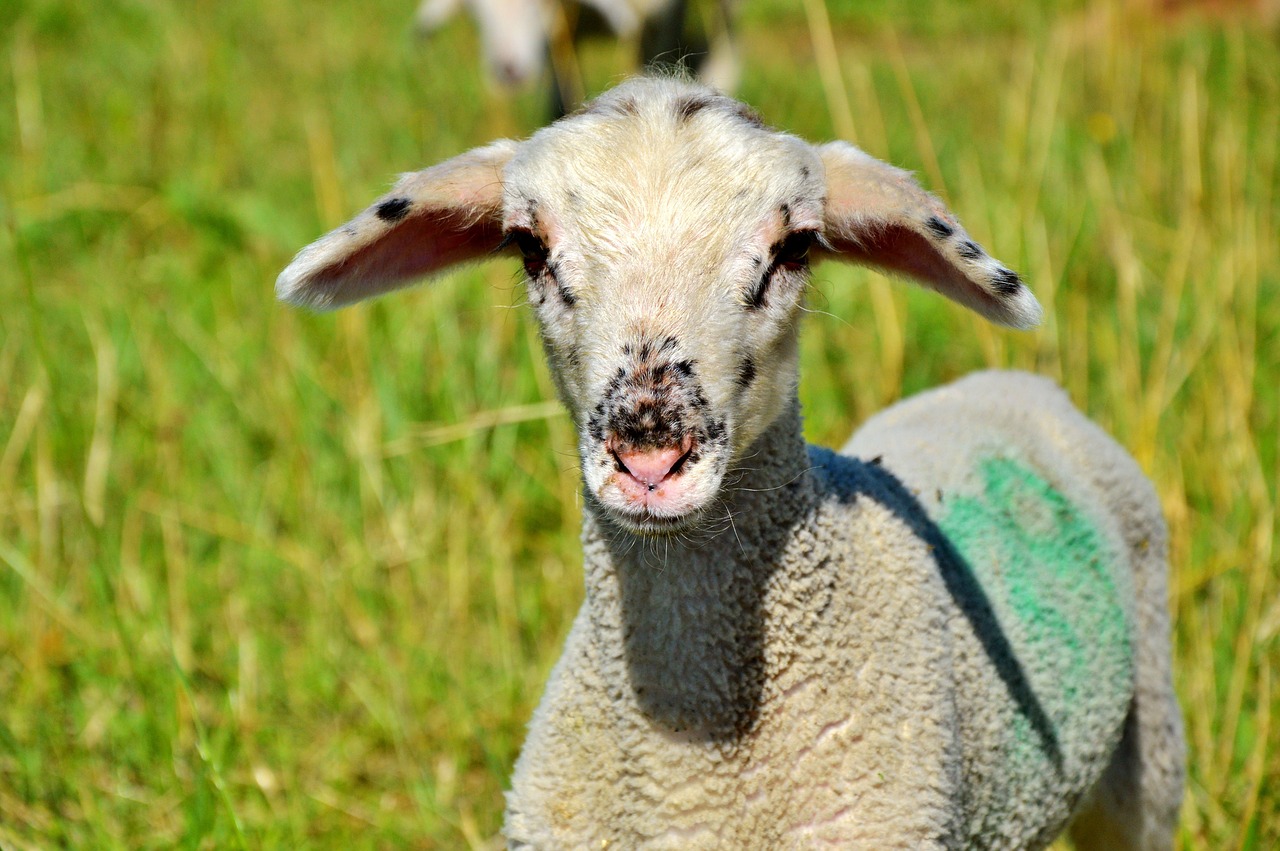 Image - sheep schäfchen livestock