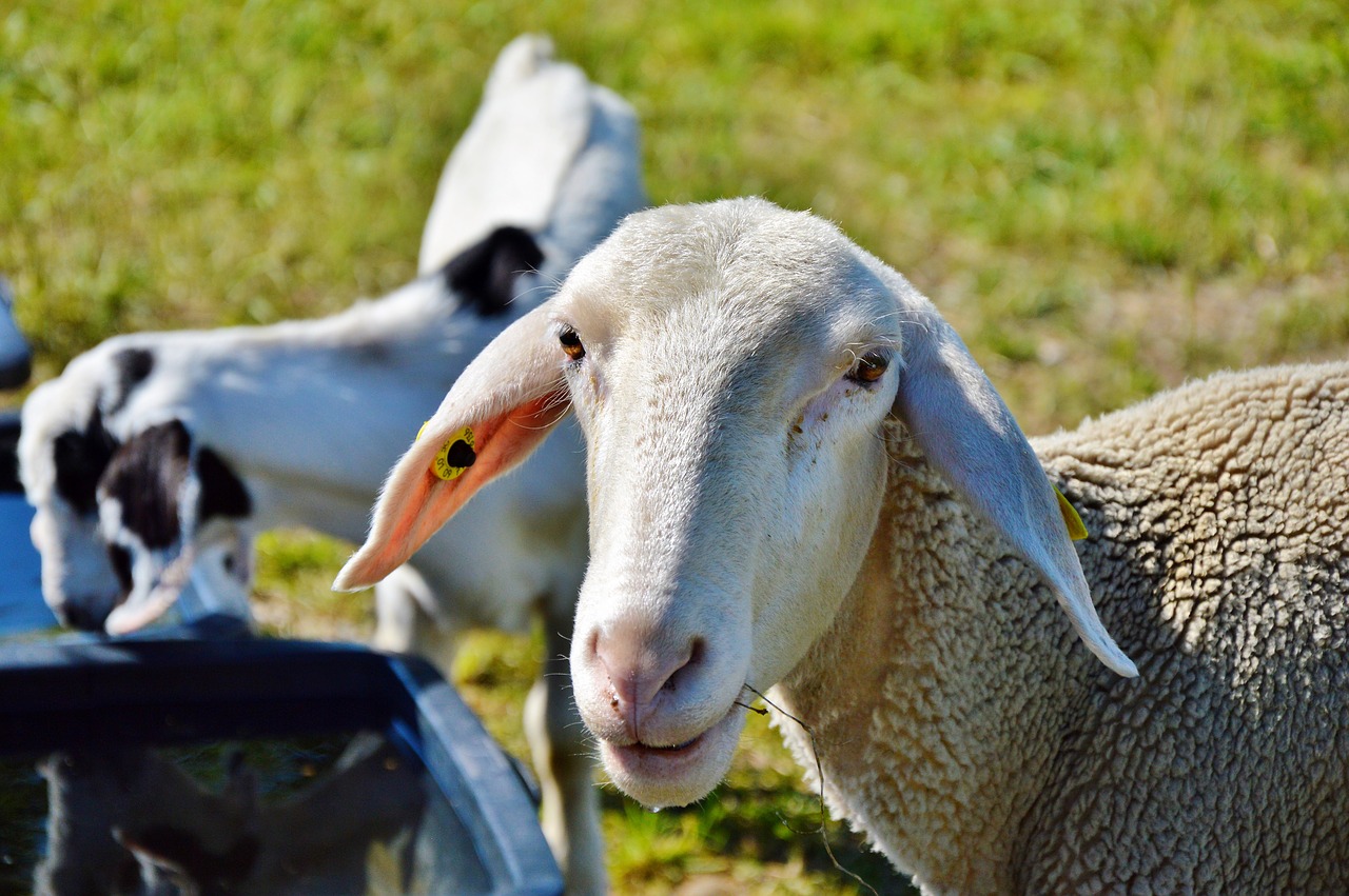 Image - sheep schäfchen livestock