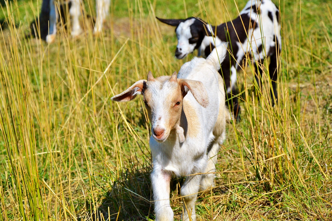 Image - goat prima donna geiss little kids