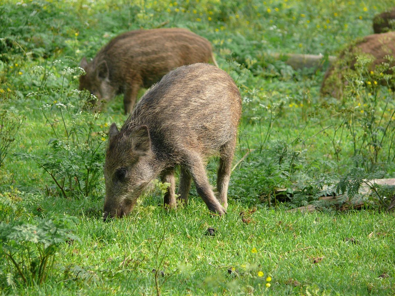 Image - boar meadow piglet launchy