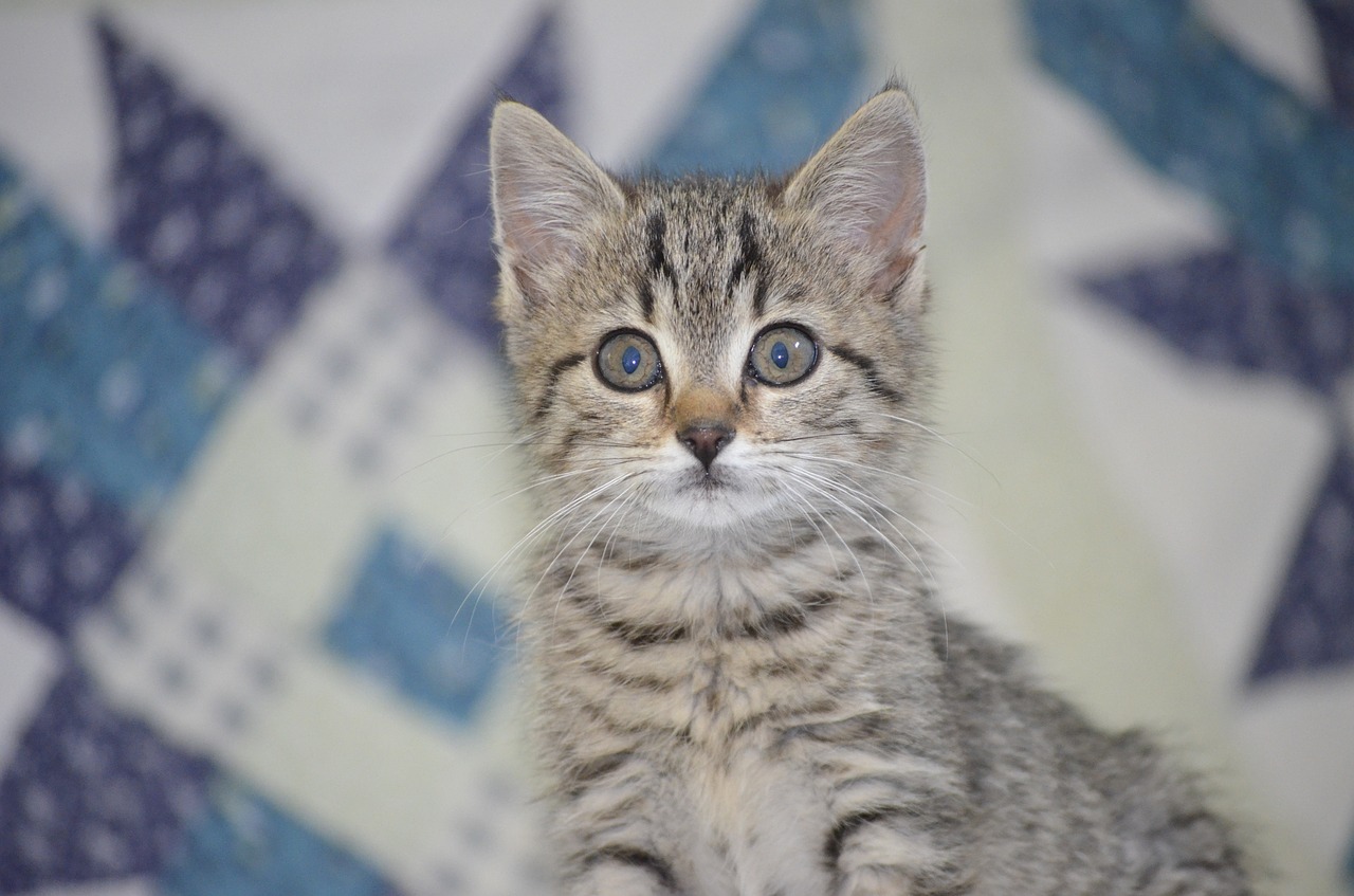 Image - tiger attention small cat baby cat