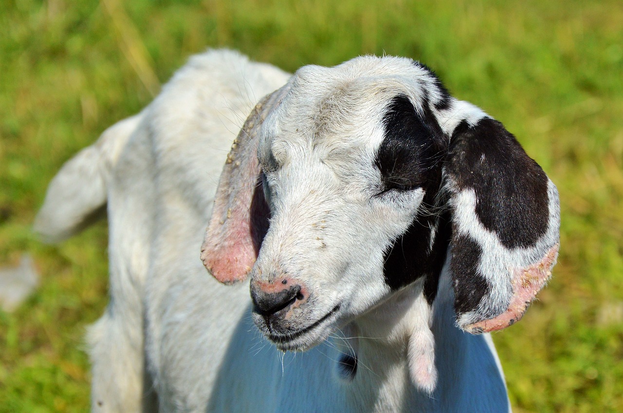 Image - sheep schäfchen livestock