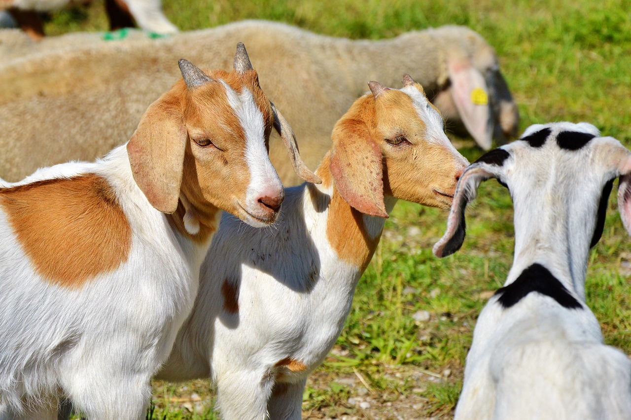 Image - goat prima donna geiss little kids
