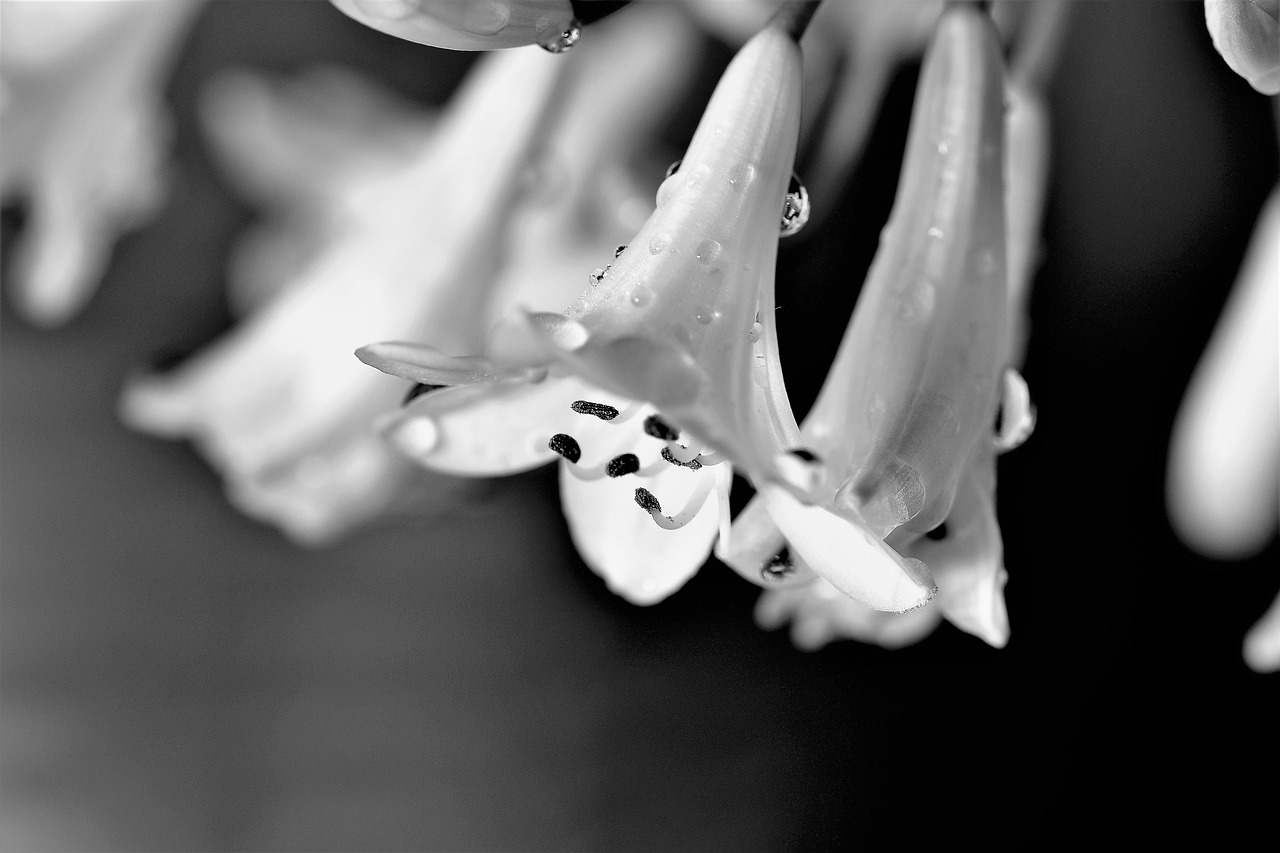 Image - agapanthus black and white lily