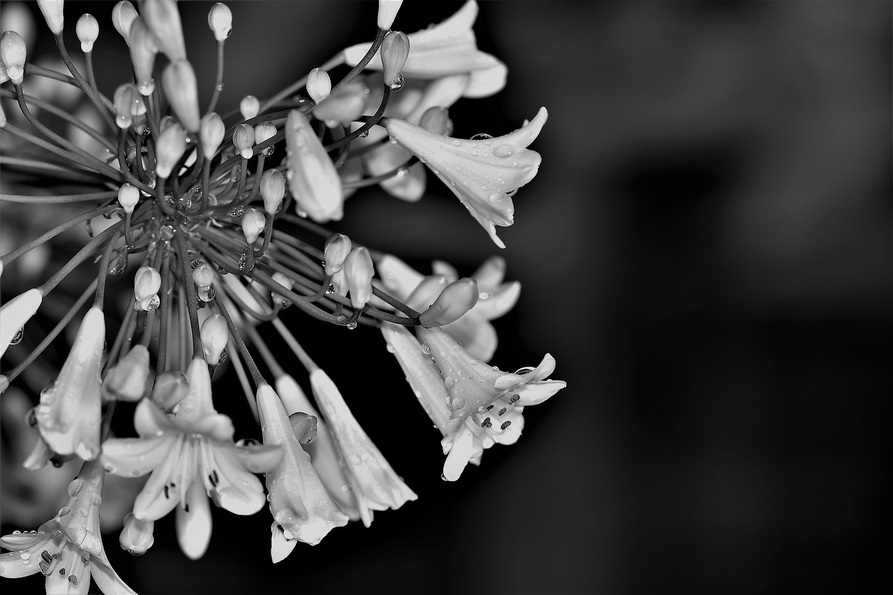 Image - agapanthus black and white lily