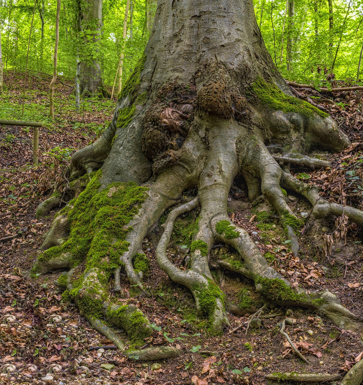 Image - root tree forest nature moss log