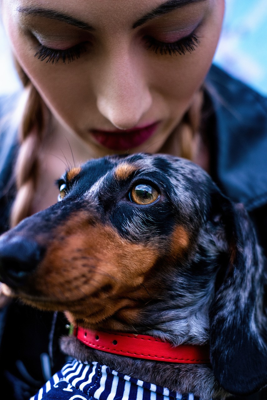 Image - best friend dachshund dog girl