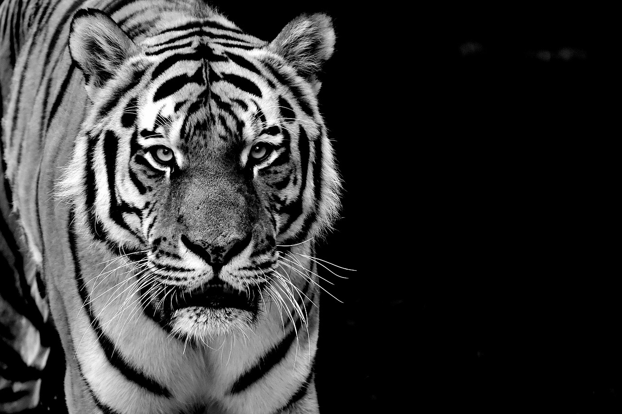 Image - tiger predator fur black and white