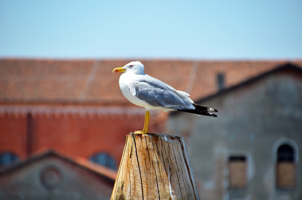 Image - seagull bird water bird sea