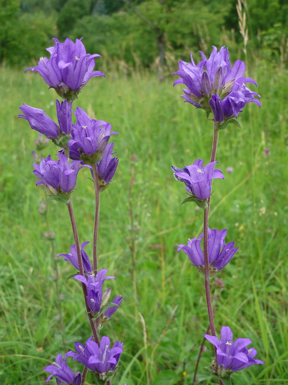 Image - bellflower nature blue flower bells