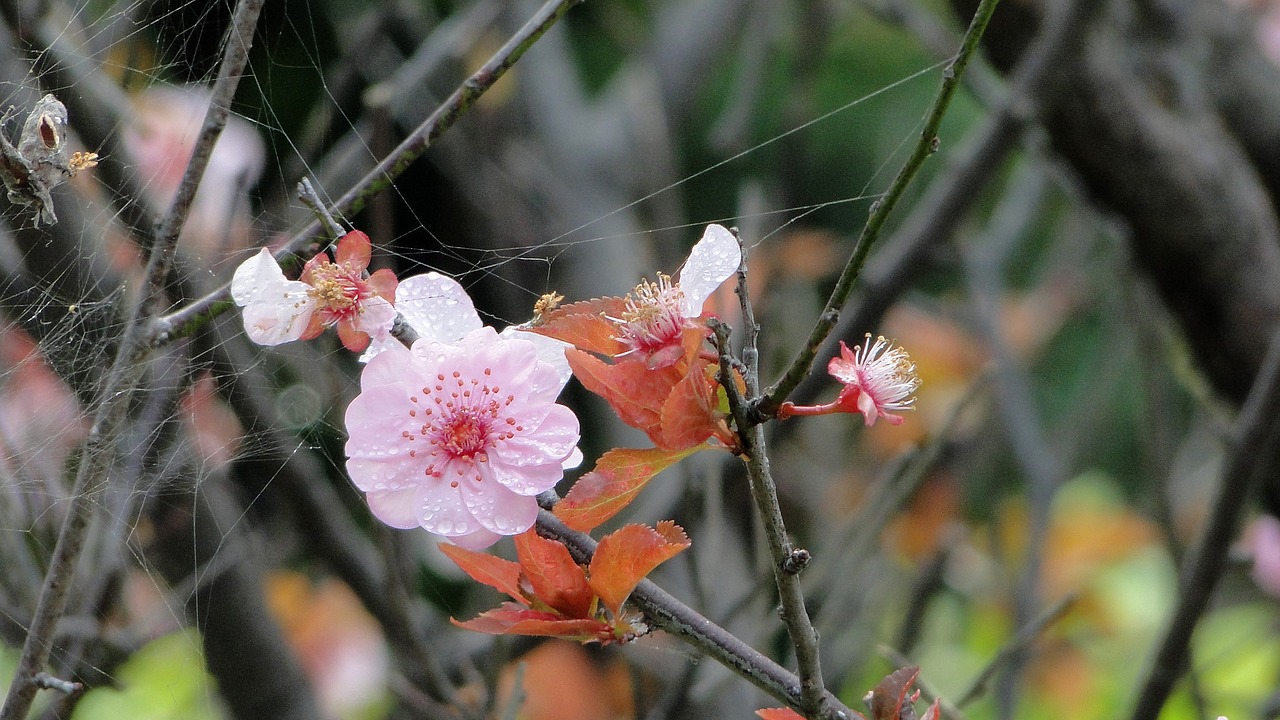 Image - flower yu lee spring