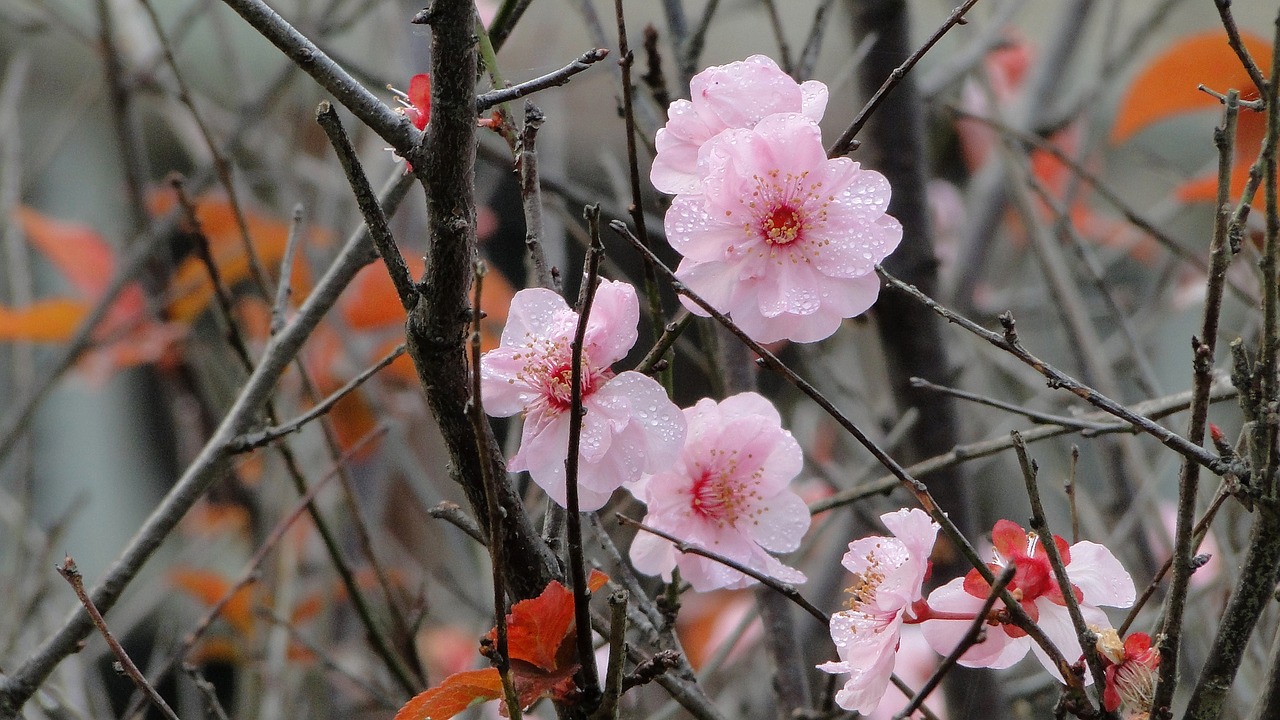 Image - flower yu lee spring