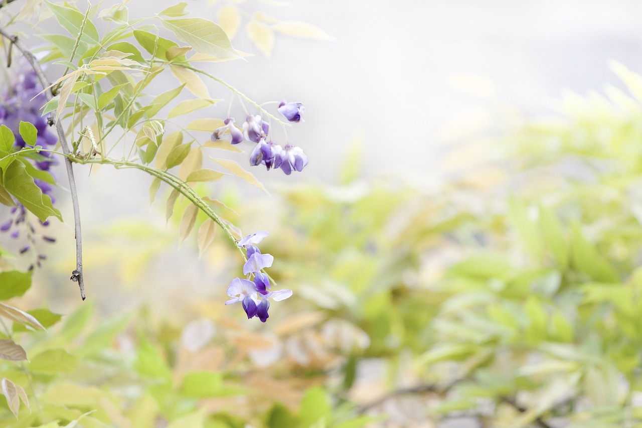 Image - flower wisteria spring