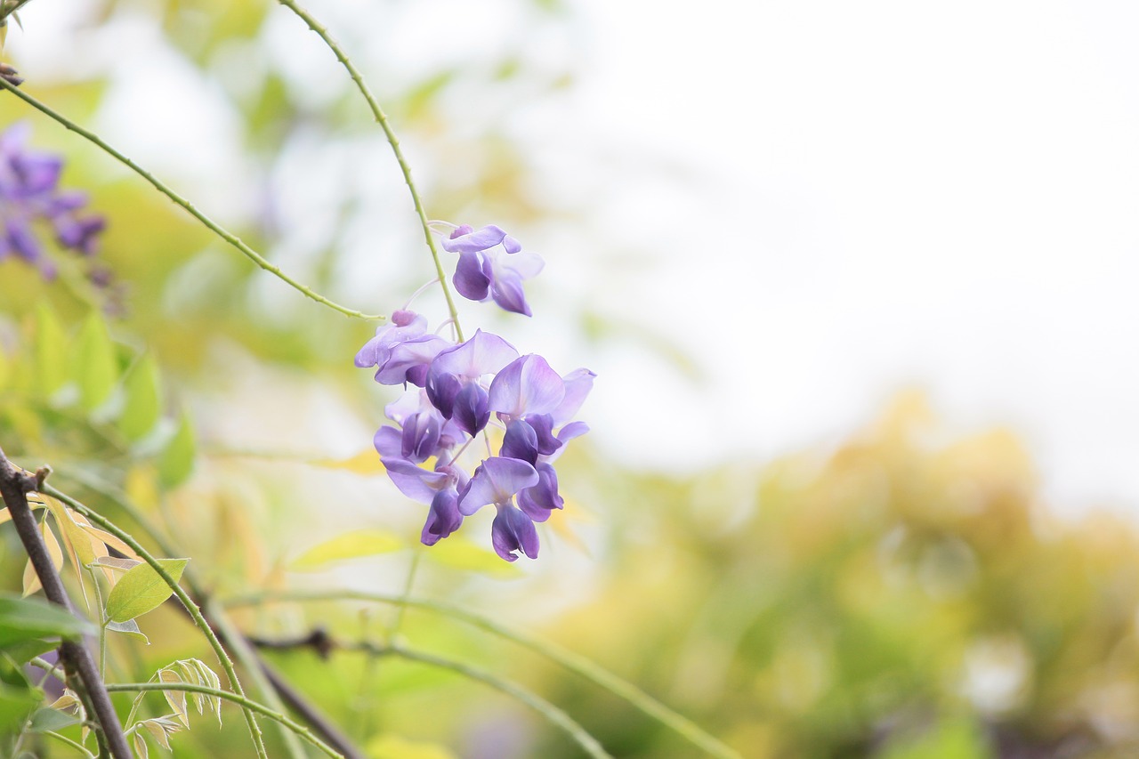 Image - flower wisteria spring
