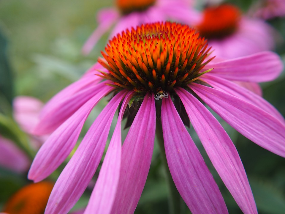 Image - echinacea blossom bloom garden