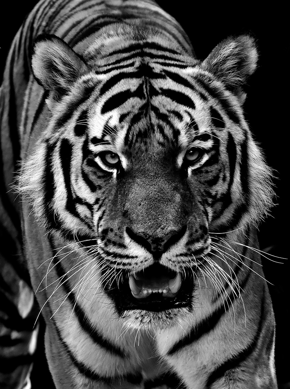 Image - tiger predator fur black and white