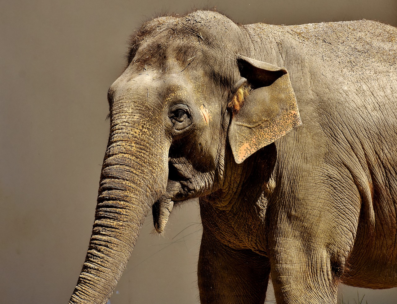 Image - elephant pachyderm animal