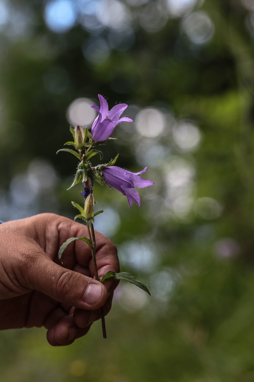 Image - bluebell hand nature flower