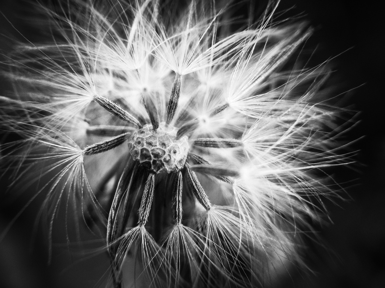 Image - dandelion black and white plant