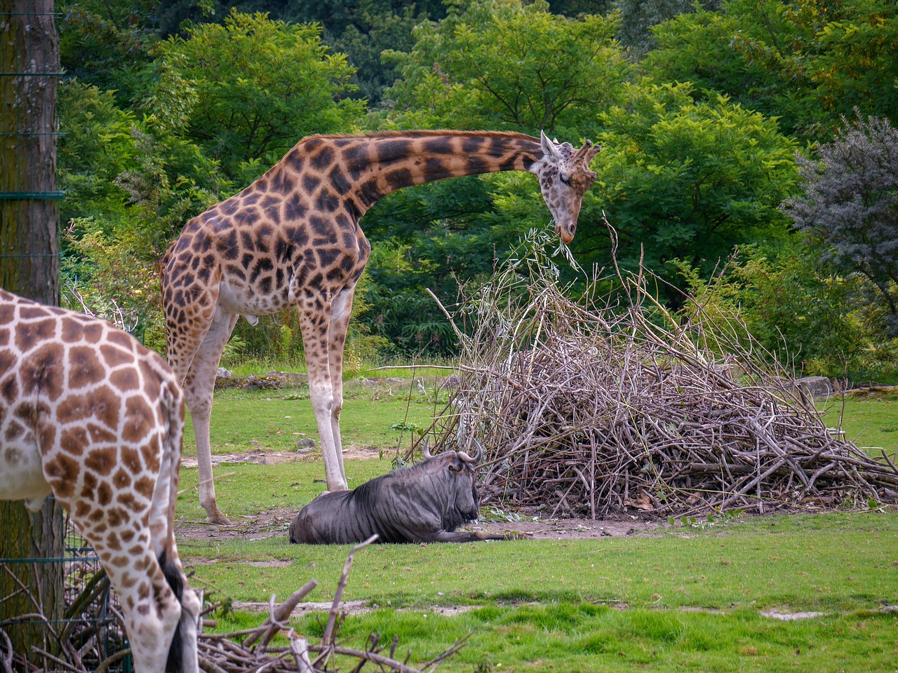 Image - giraffes knu wilderness nature