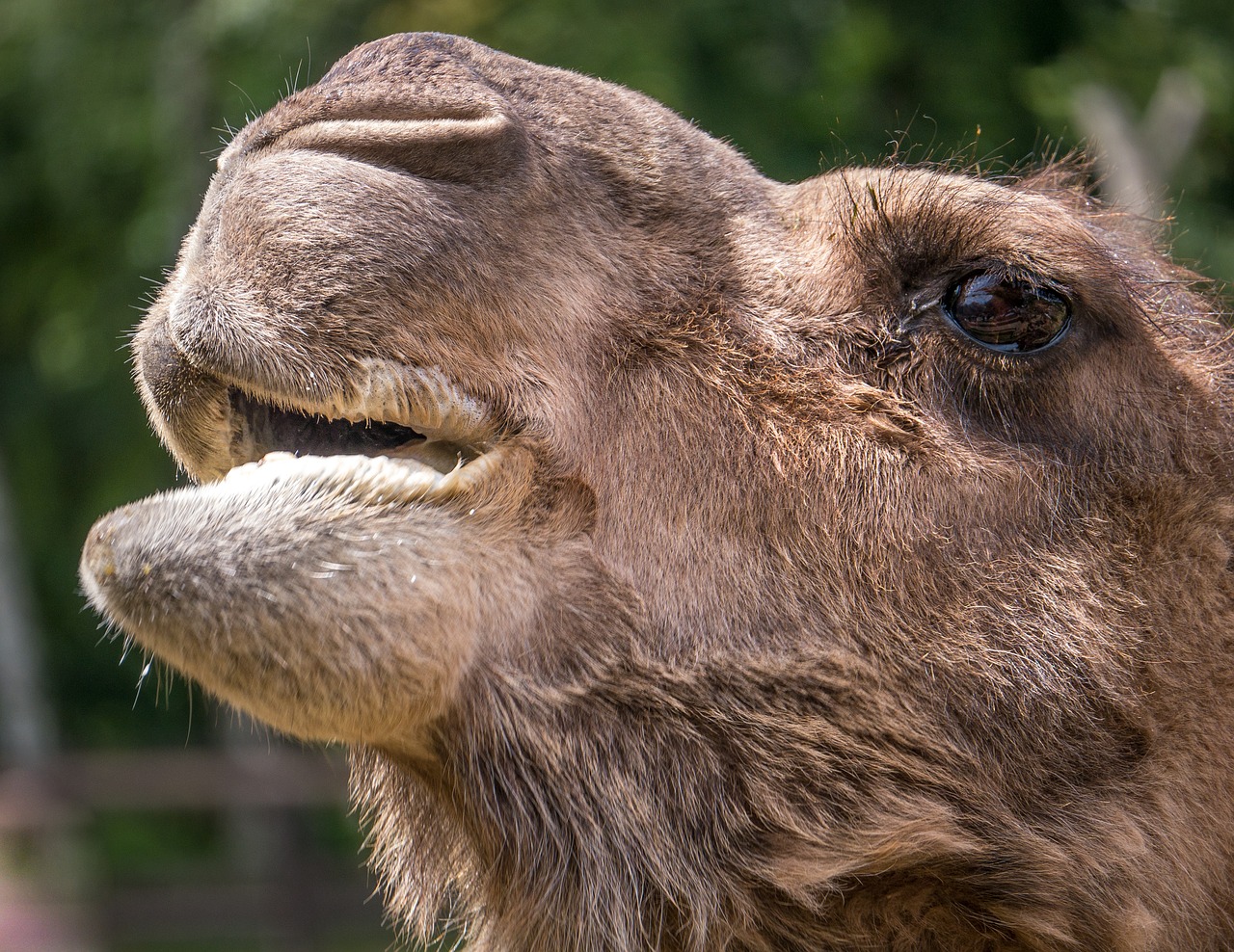 Image - camel animals desert ship tunisia