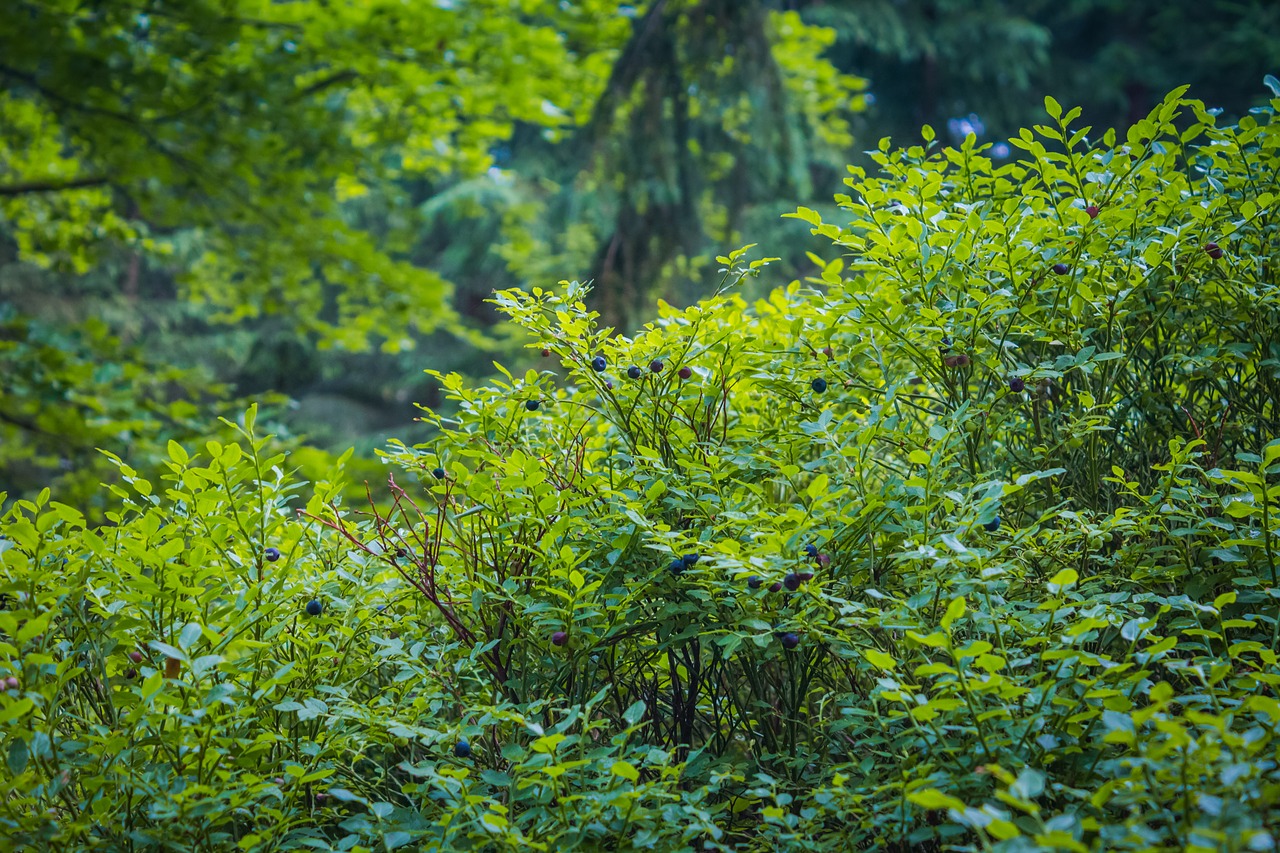 Image - blueberries forest bilberry