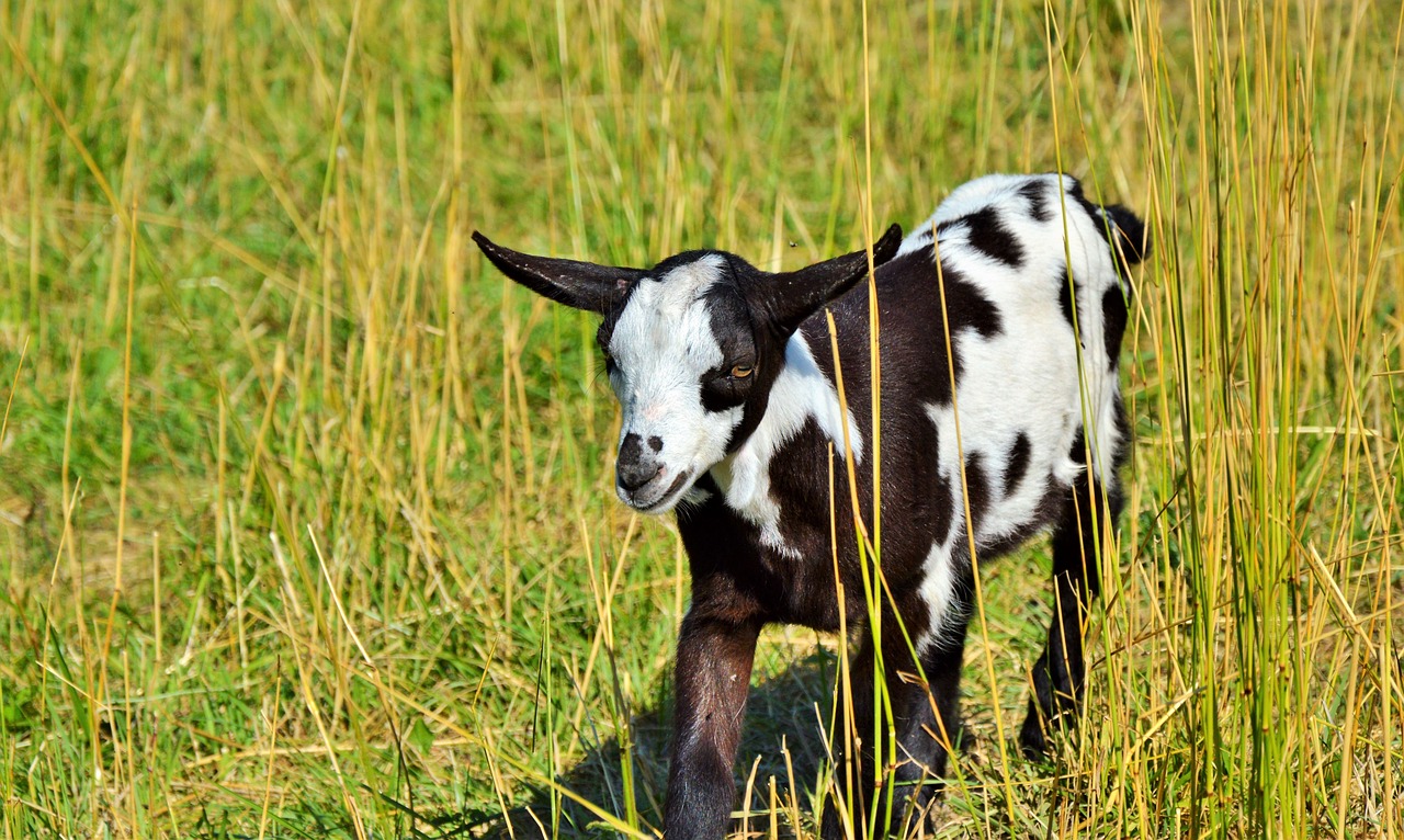 Image - goat prima donna geiss little kids