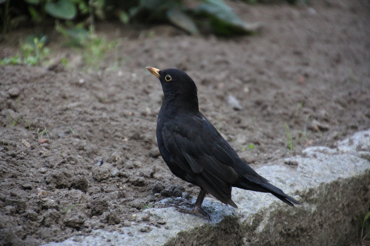 Image - throttle garden birds