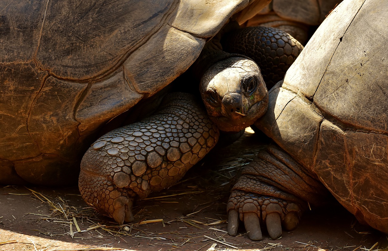 Image - giant tortoises animals panzer zoo