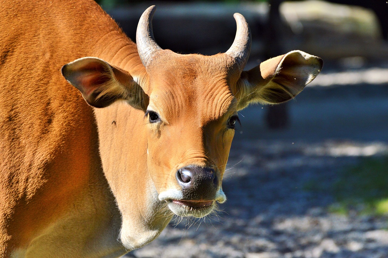 Image - cow beef animal cattle horns