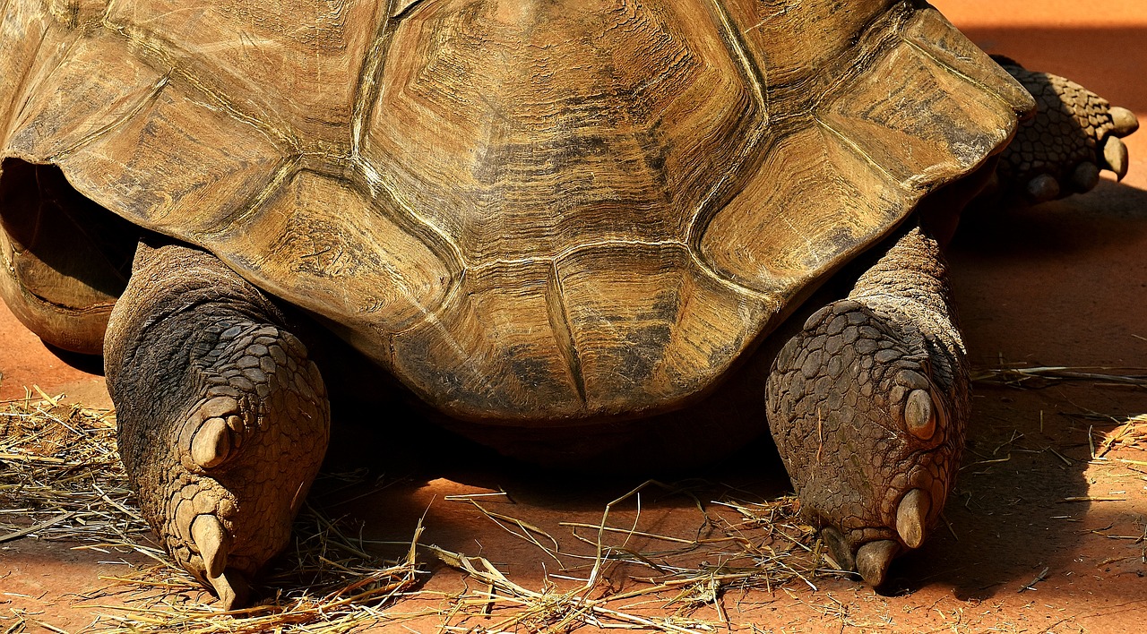 Image - giant tortoise feet rear animal